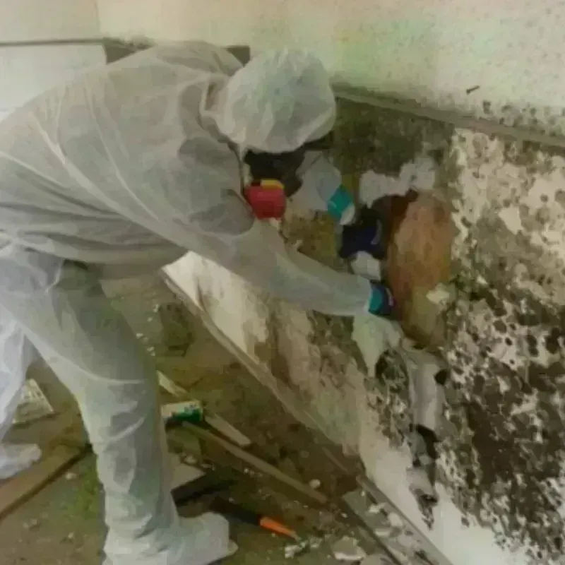 Mold Remediation and Removal in Iowa County, WI